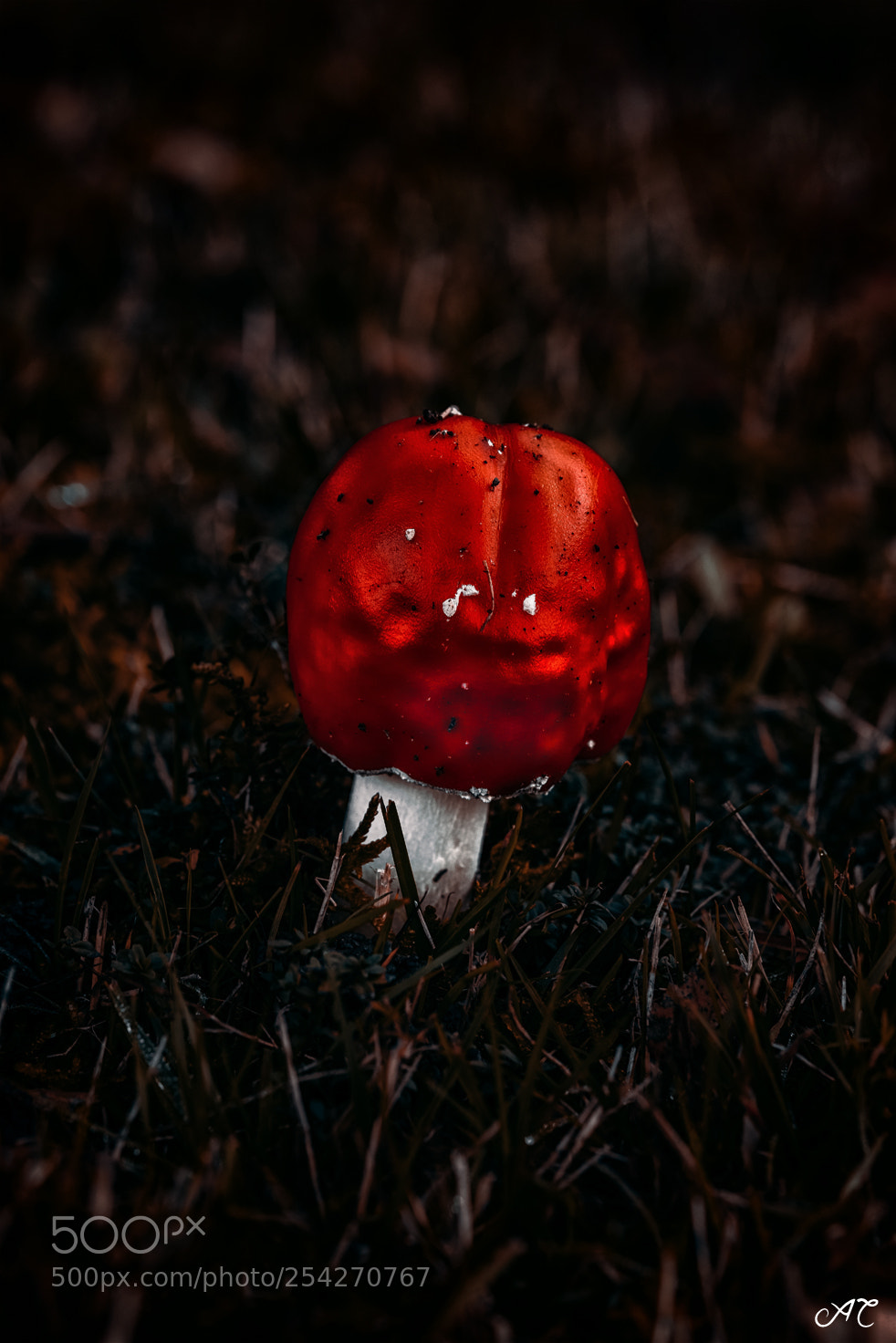 Nikon D800 sample photo. Magic mushroom photography