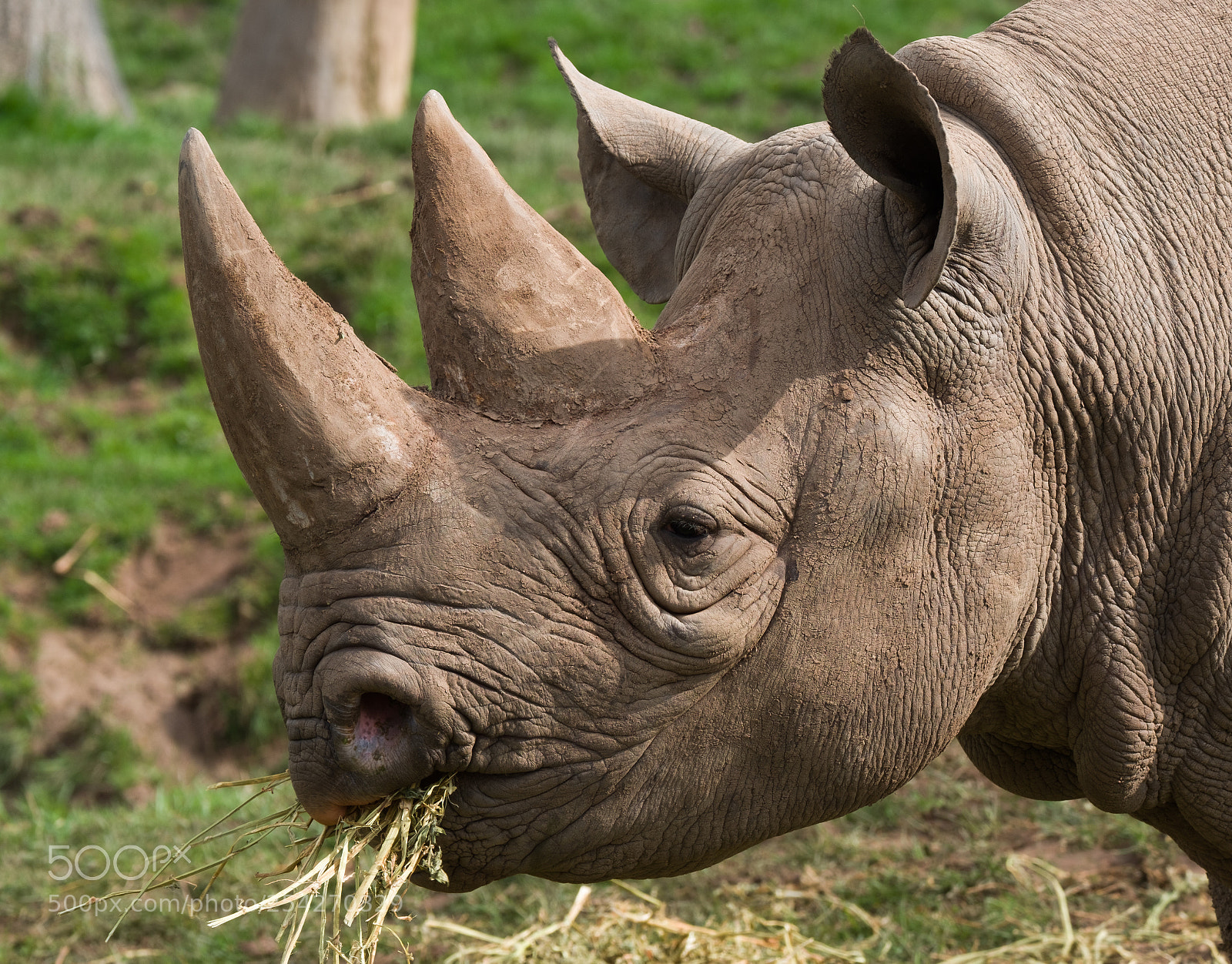 Fujifilm X-T2 sample photo. Rhino photography