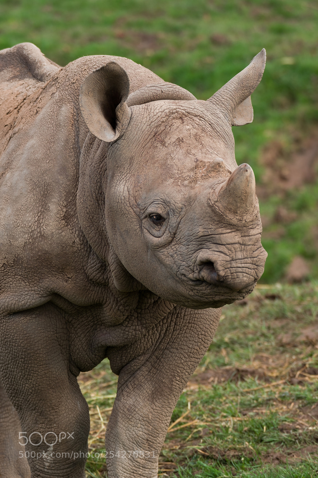 Fujifilm X-T2 sample photo. Baby rhino photography