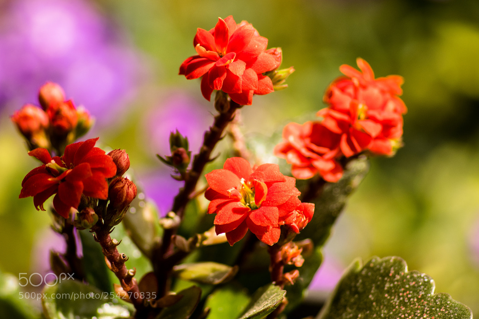 Nikon D3300 sample photo. Kalanchoe photography