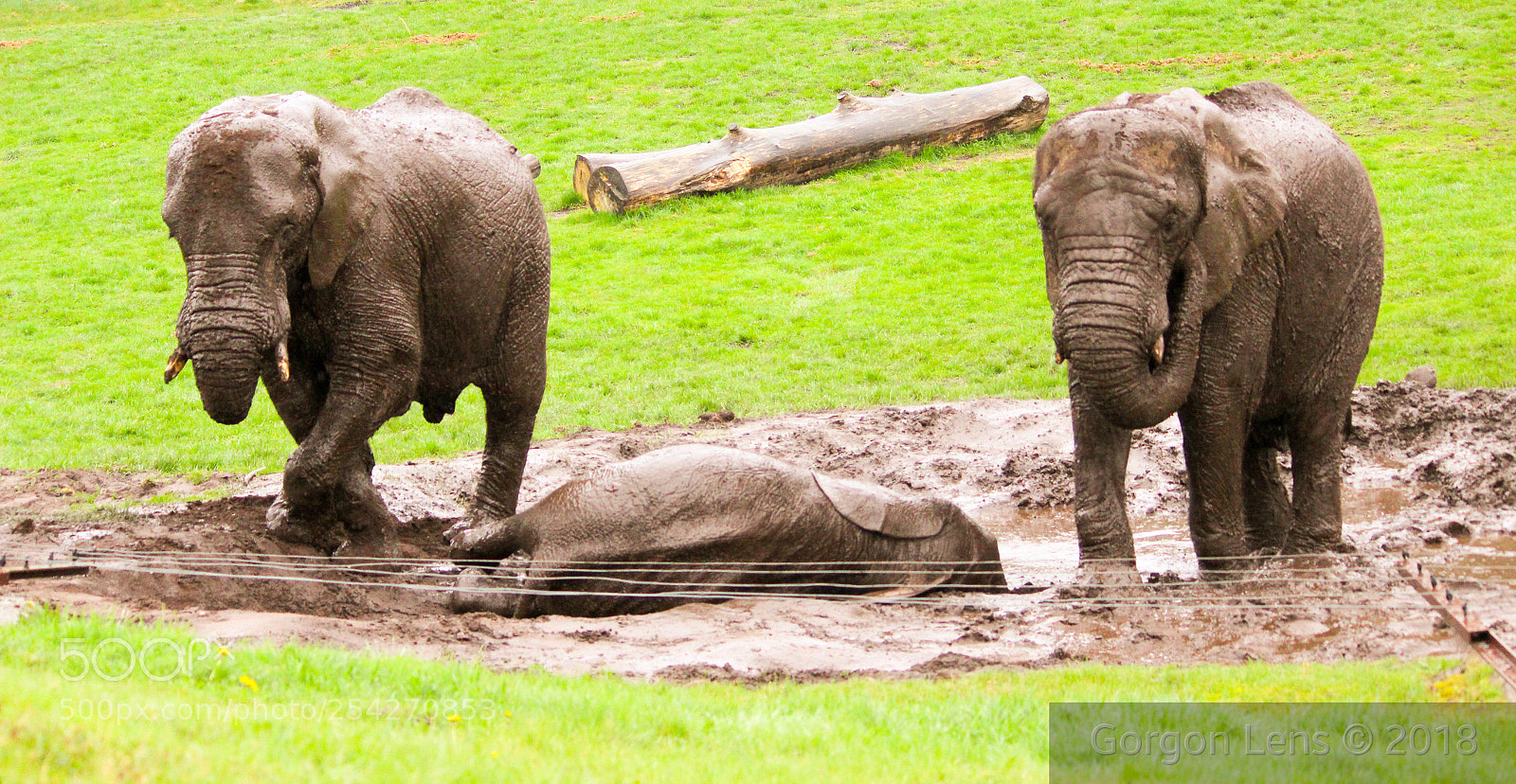 Canon EOS 600D (Rebel EOS T3i / EOS Kiss X5) sample photo. Elephants enjoying a mudbath photography