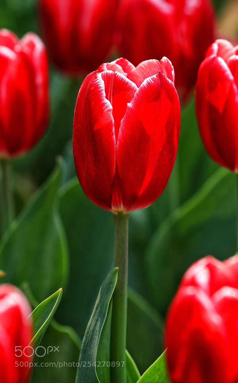 Canon EOS 5D Mark IV sample photo. 郁金香的季节 photography