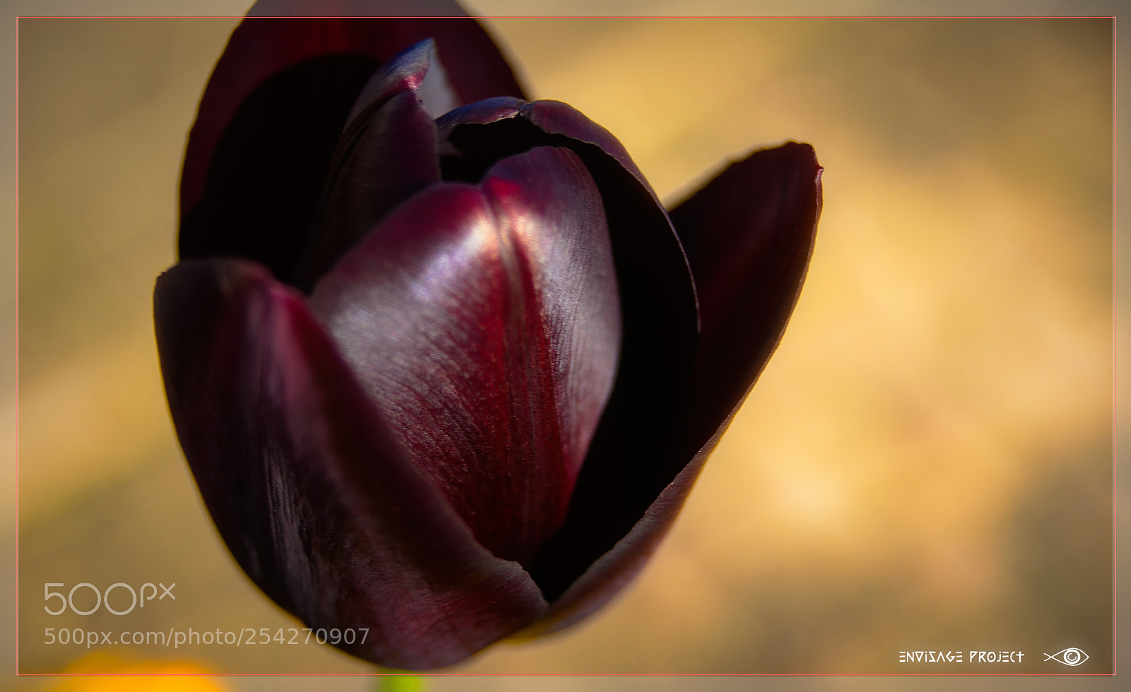 Sony a7R sample photo. Black tulip photography