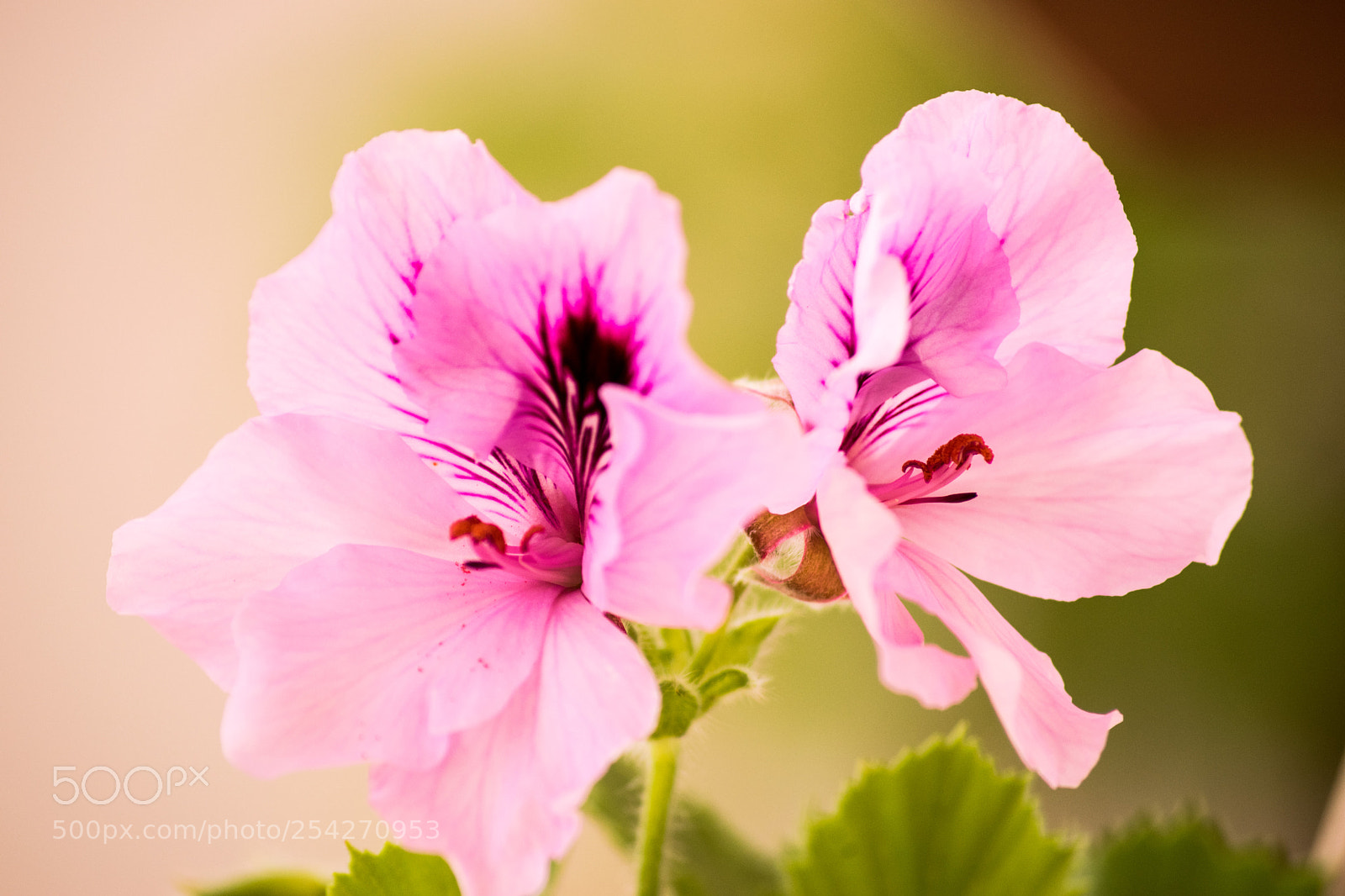Nikon D3300 sample photo. Geranio imperiale rosa photography