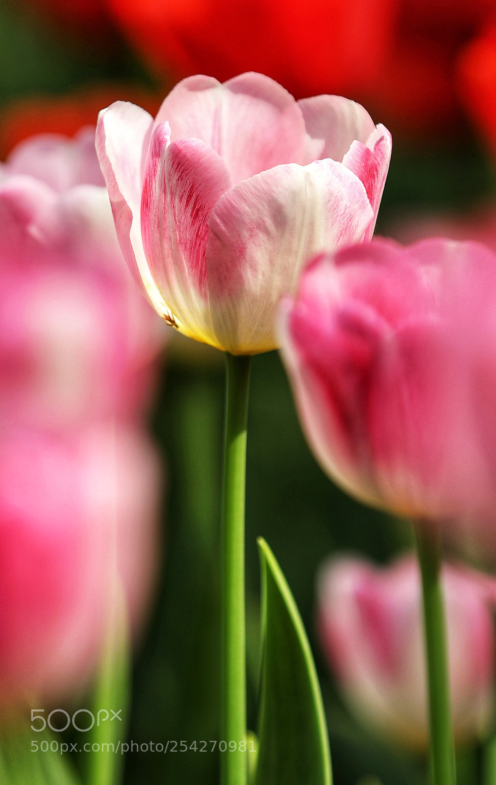 Canon EOS 5D Mark IV sample photo. 郁金香的季节 photography