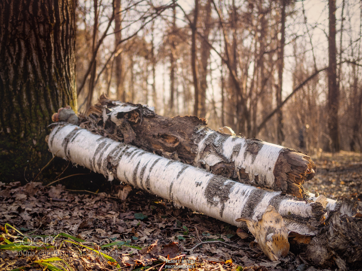 Olympus OM-D E-M1 sample photo. Forest photography