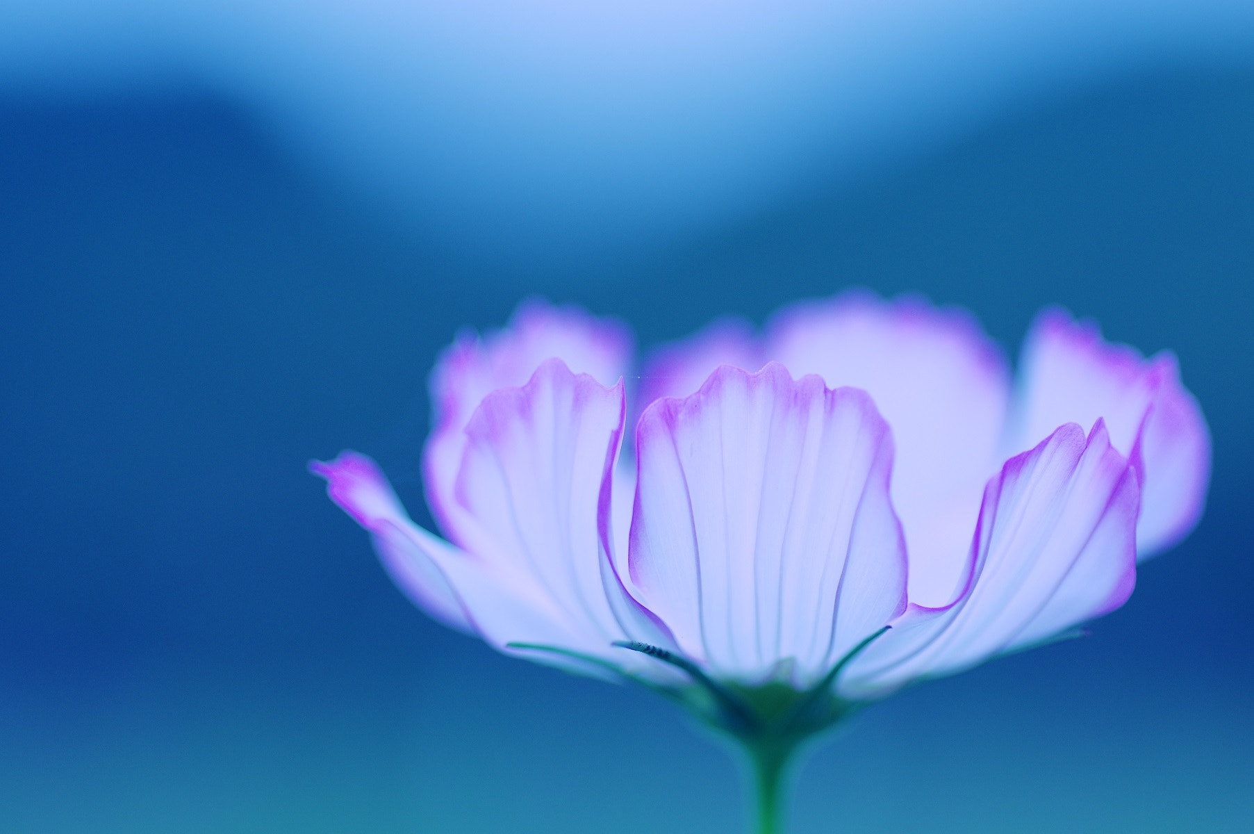 Pentax smc D-FA 100mm F2.8 Macro WR sample photo. The torch photography