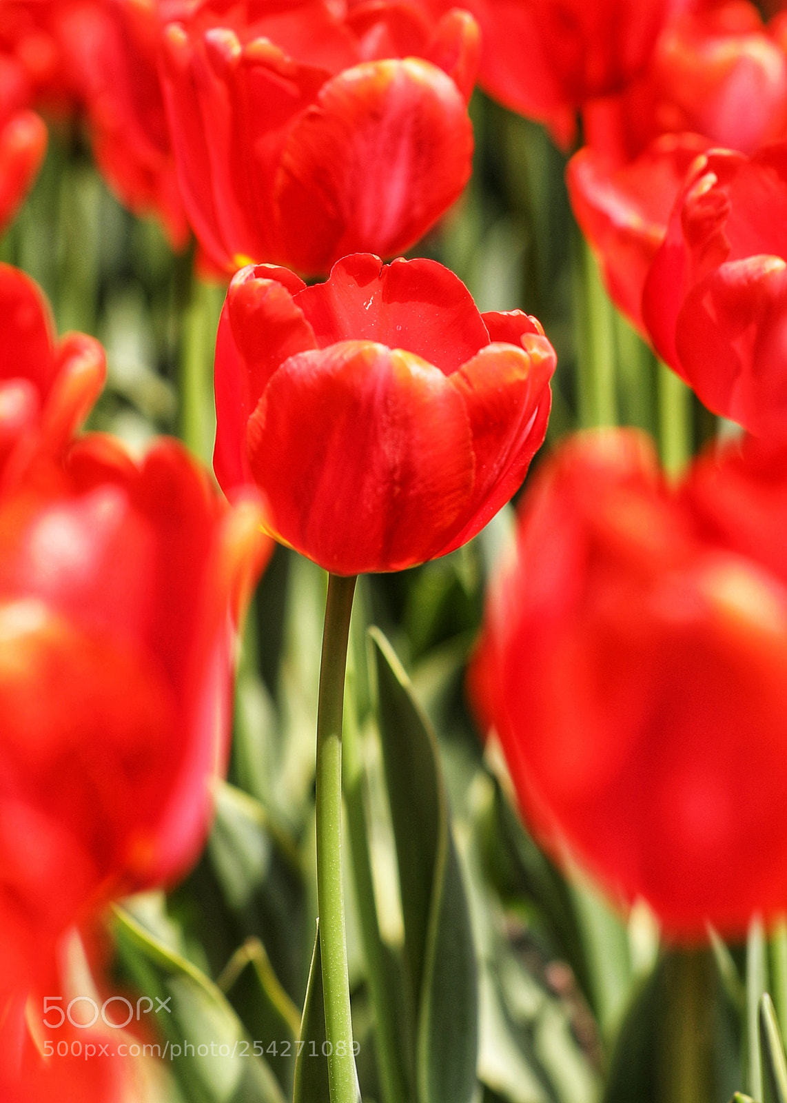 Canon EOS 5D Mark IV sample photo. 郁金香的季节 photography
