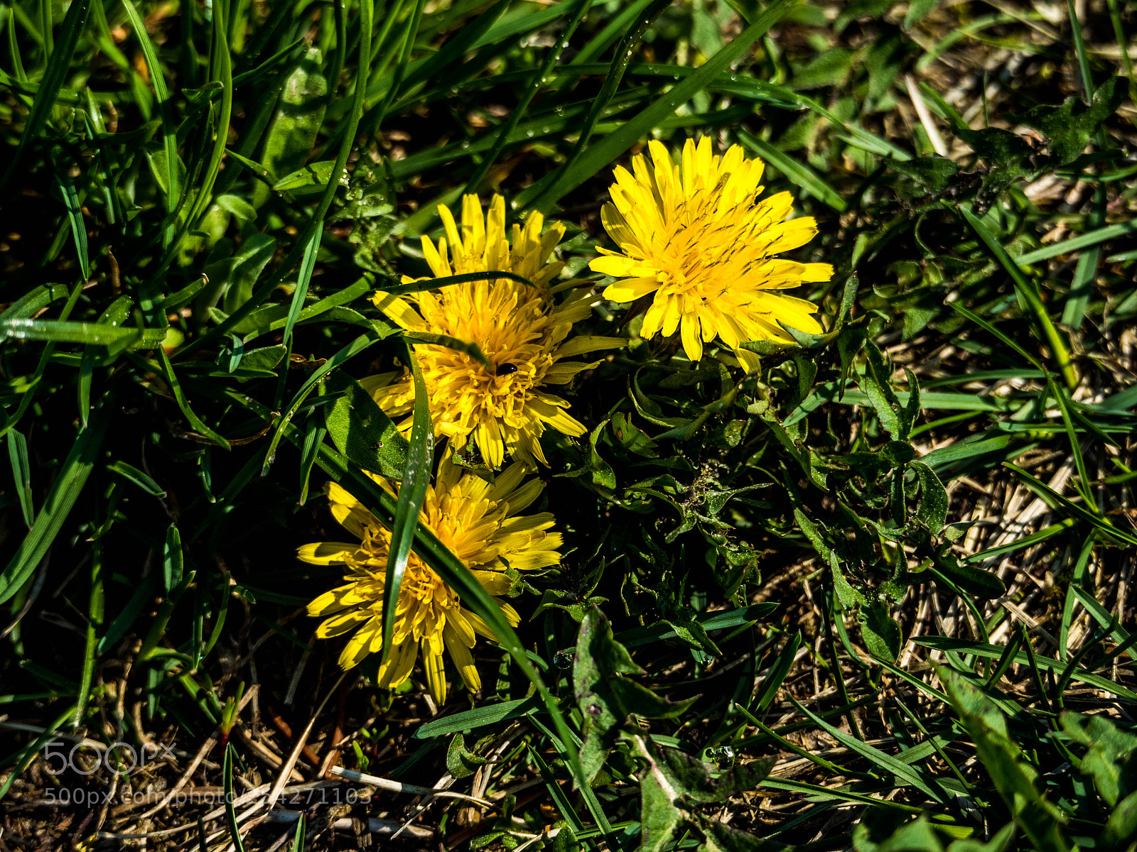 Olympus OM-D E-M5 II sample photo. Olympus digital camera photography
