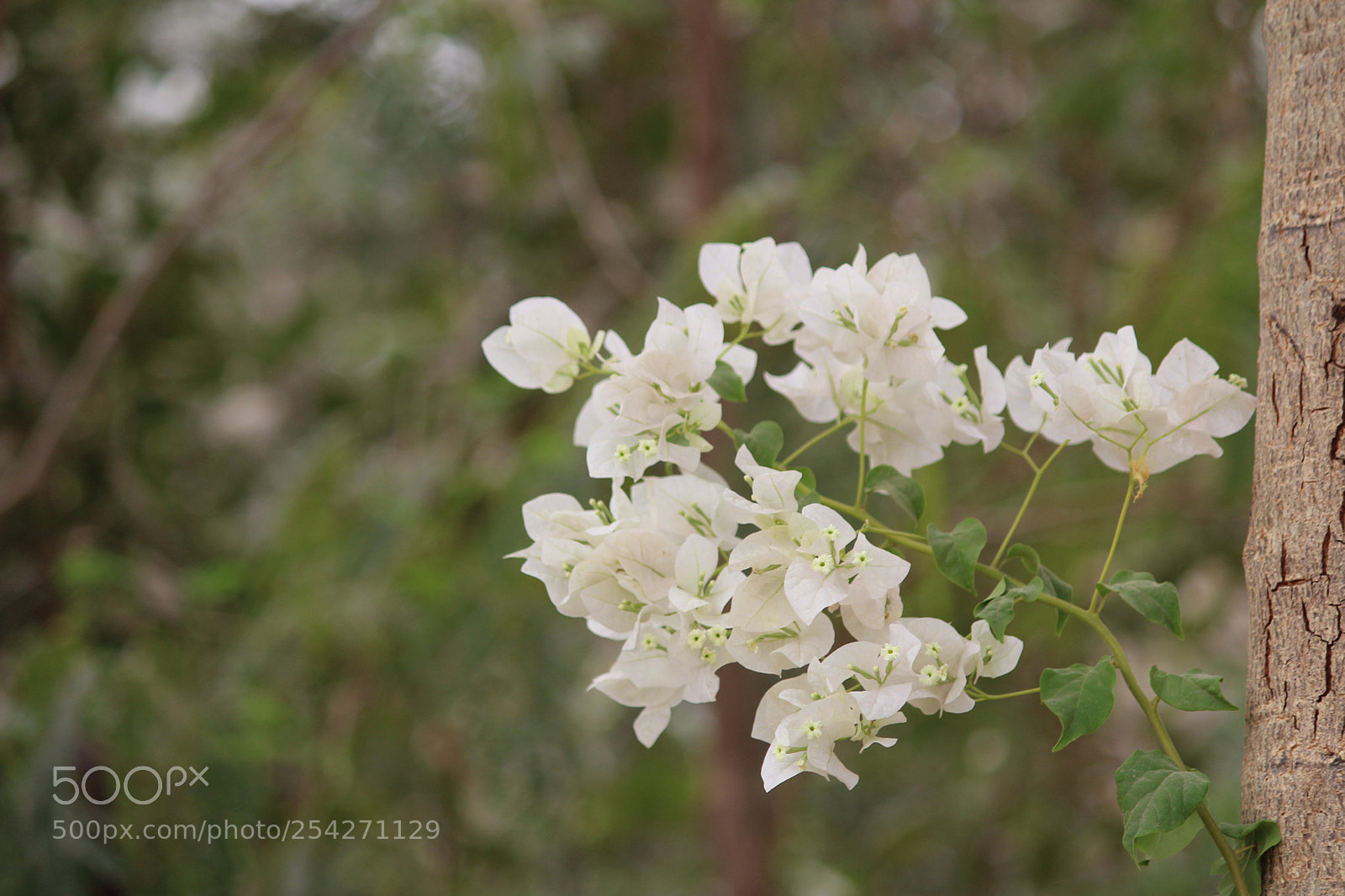 Canon EOS 1300D (EOS Rebel T6 / EOS Kiss X80) sample photo. Natural beauty photography