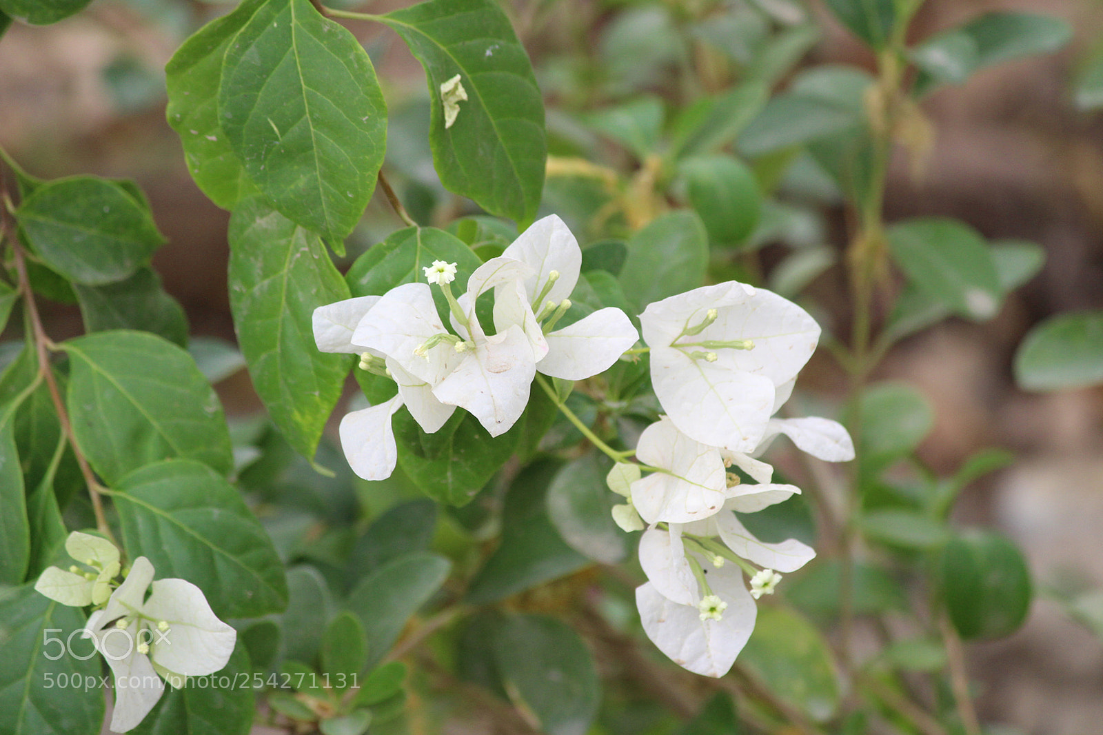 Canon EOS 1300D (EOS Rebel T6 / EOS Kiss X80) sample photo. Natural beauty photography