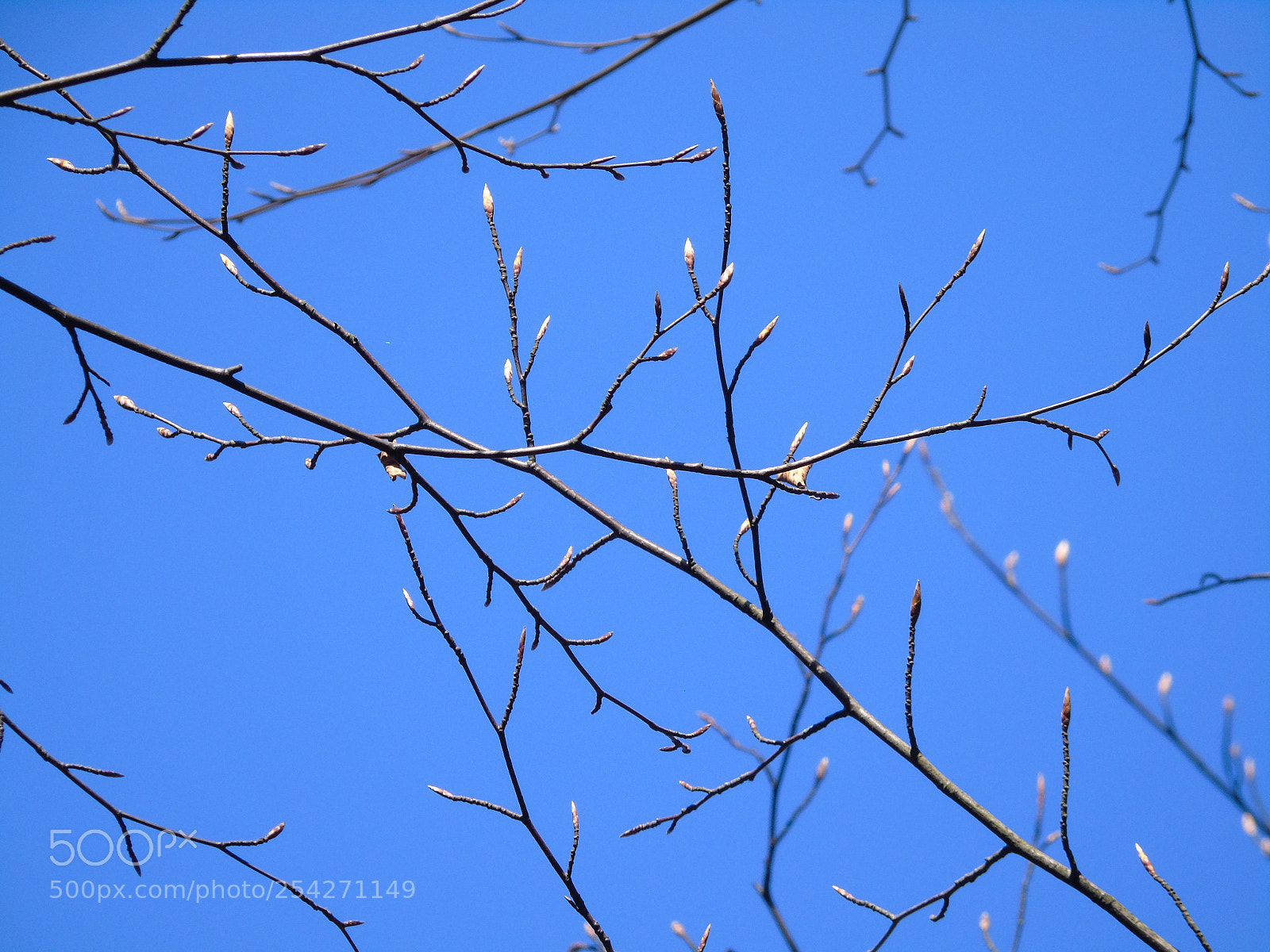 Sony Cyber-shot DSC-H400 sample photo. Buds in the woods photography
