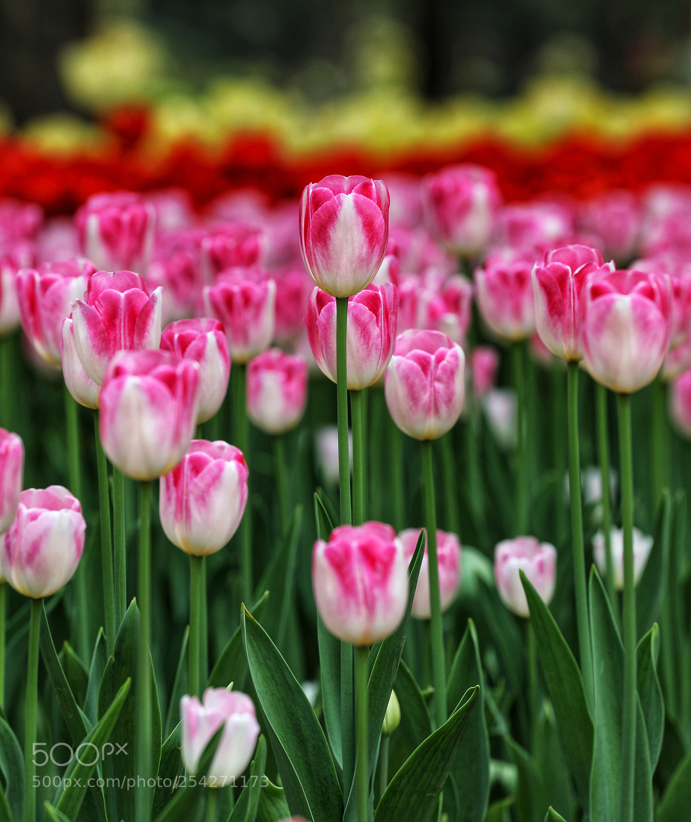 Canon EOS 5D Mark IV sample photo. 郁金香的季节 photography