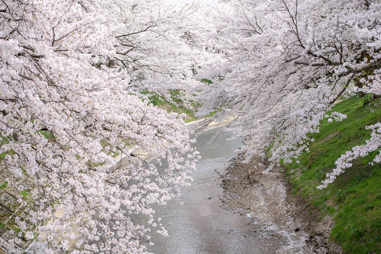 Nikon D600 sample photo. Yoshinose river photography