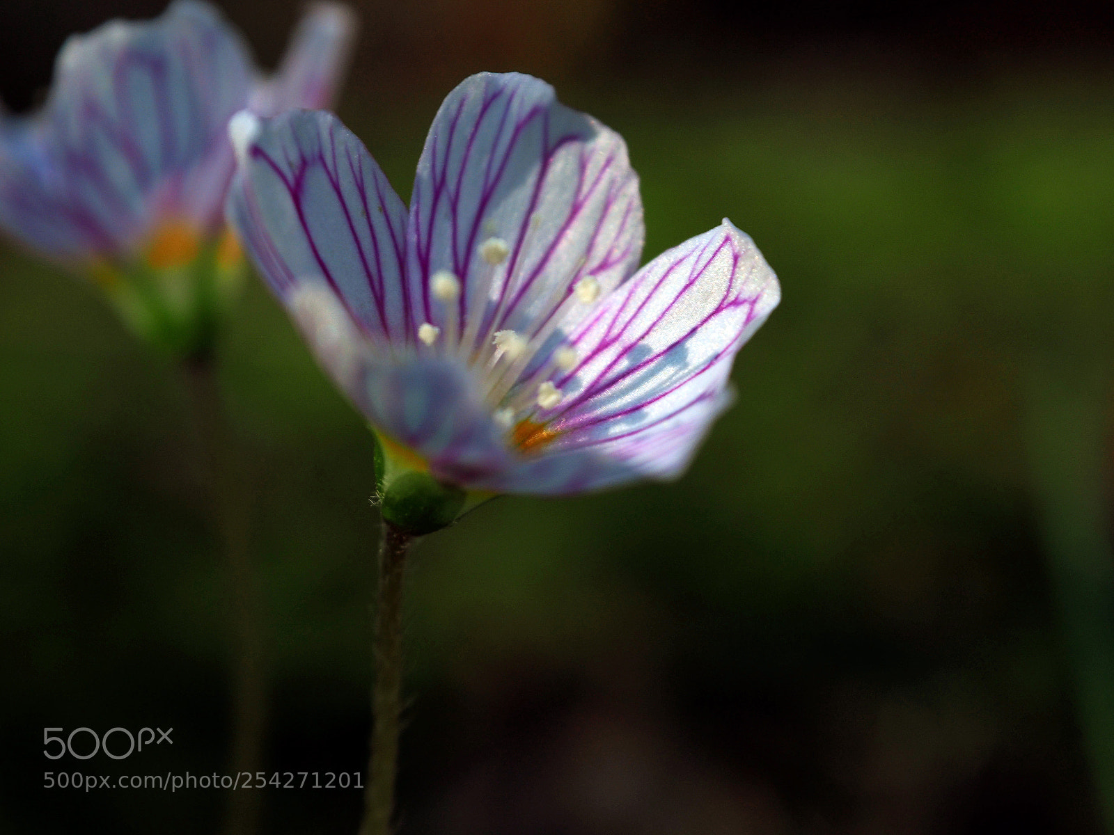 Olympus OM-D E-M5 II sample photo. Tiny little flower photography