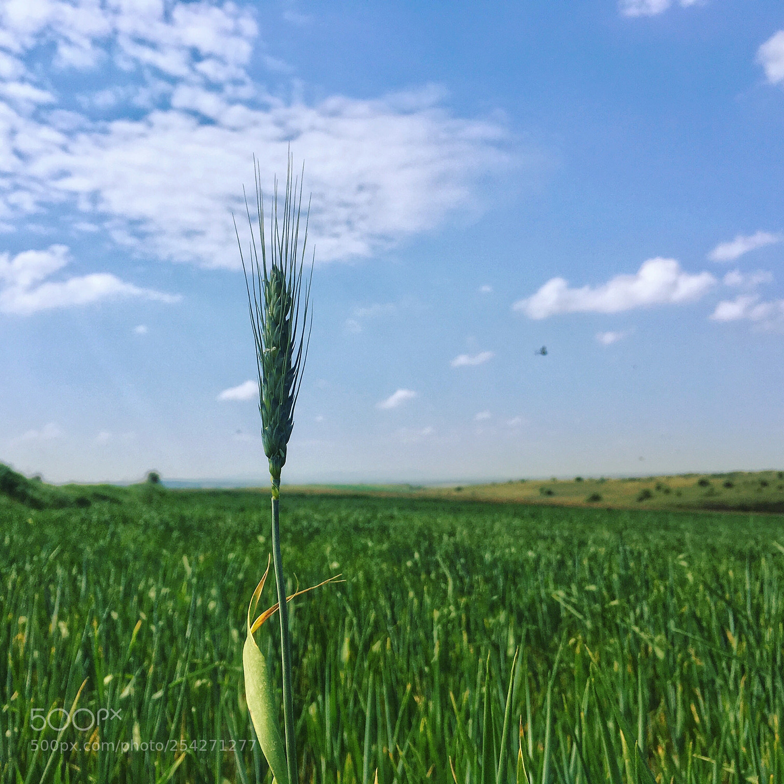 Apple iPhone 6s Plus sample photo. Spica photography