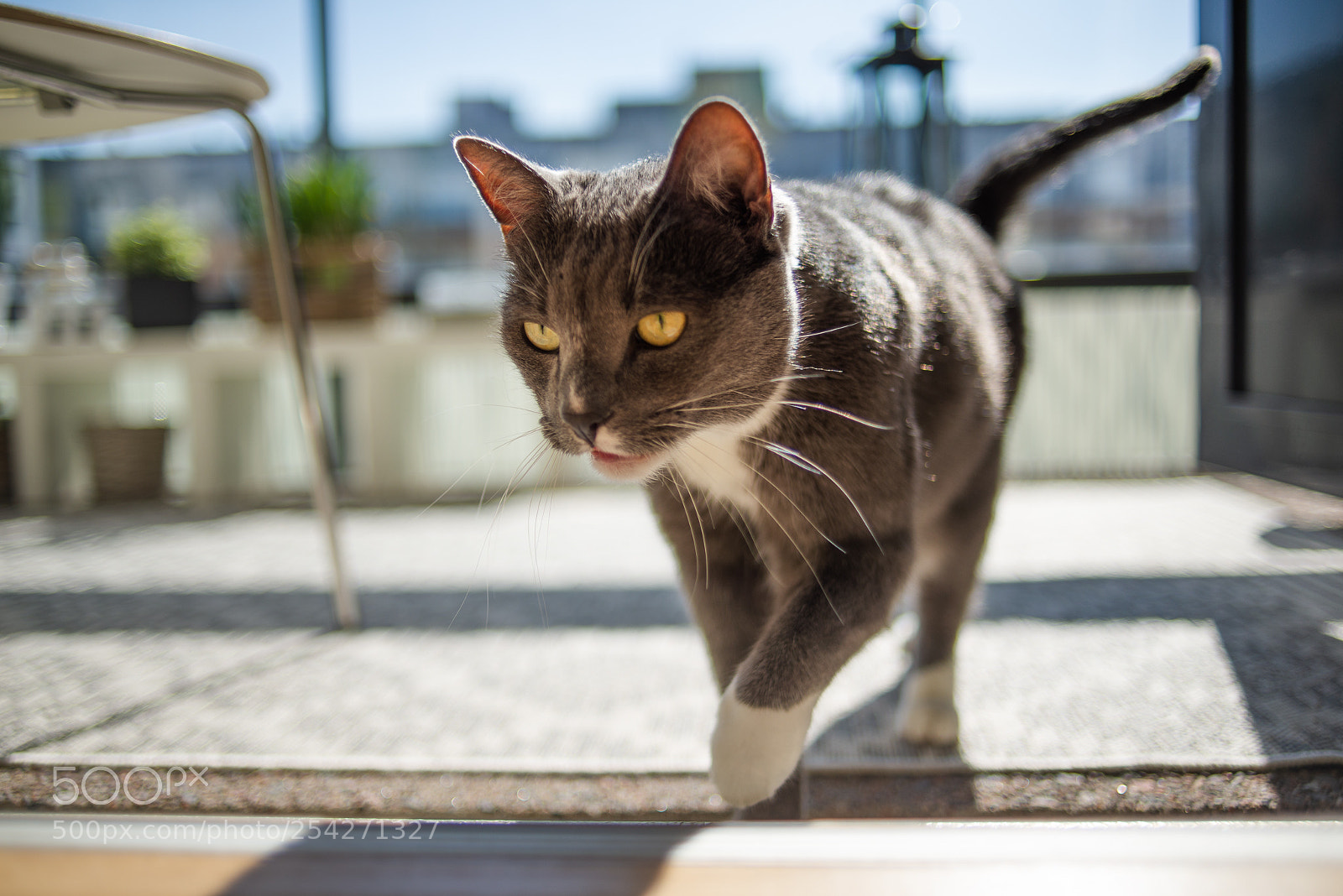 Nikon D600 sample photo. Wannabe panther photography