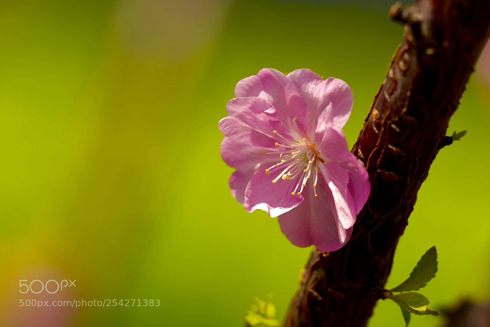 Leica SL (Typ 601) sample photo. Untitled photography