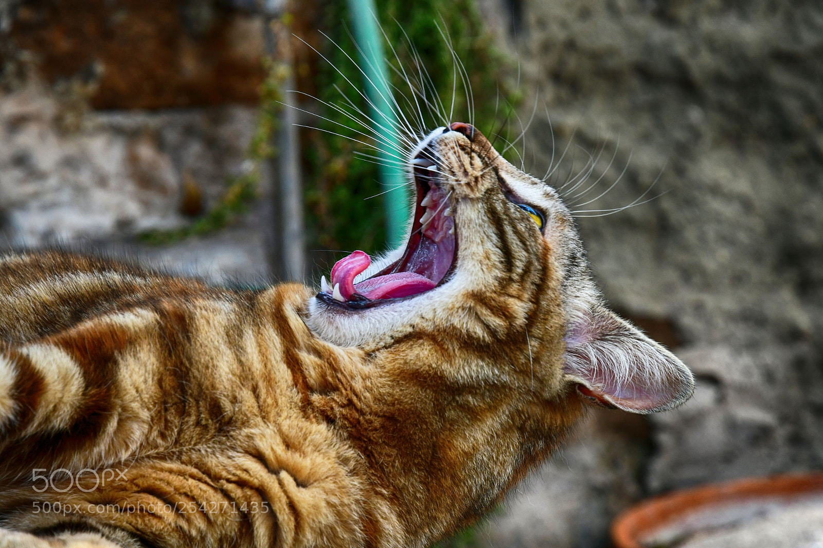Nikon D500 sample photo. Boredom photography