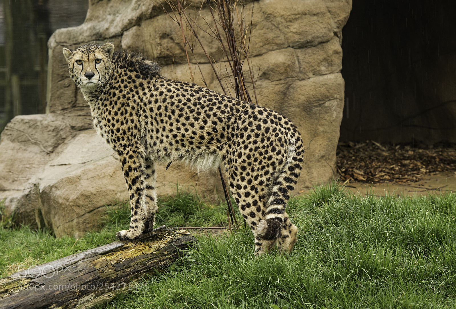Nikon D5 sample photo. Cheetah series photography