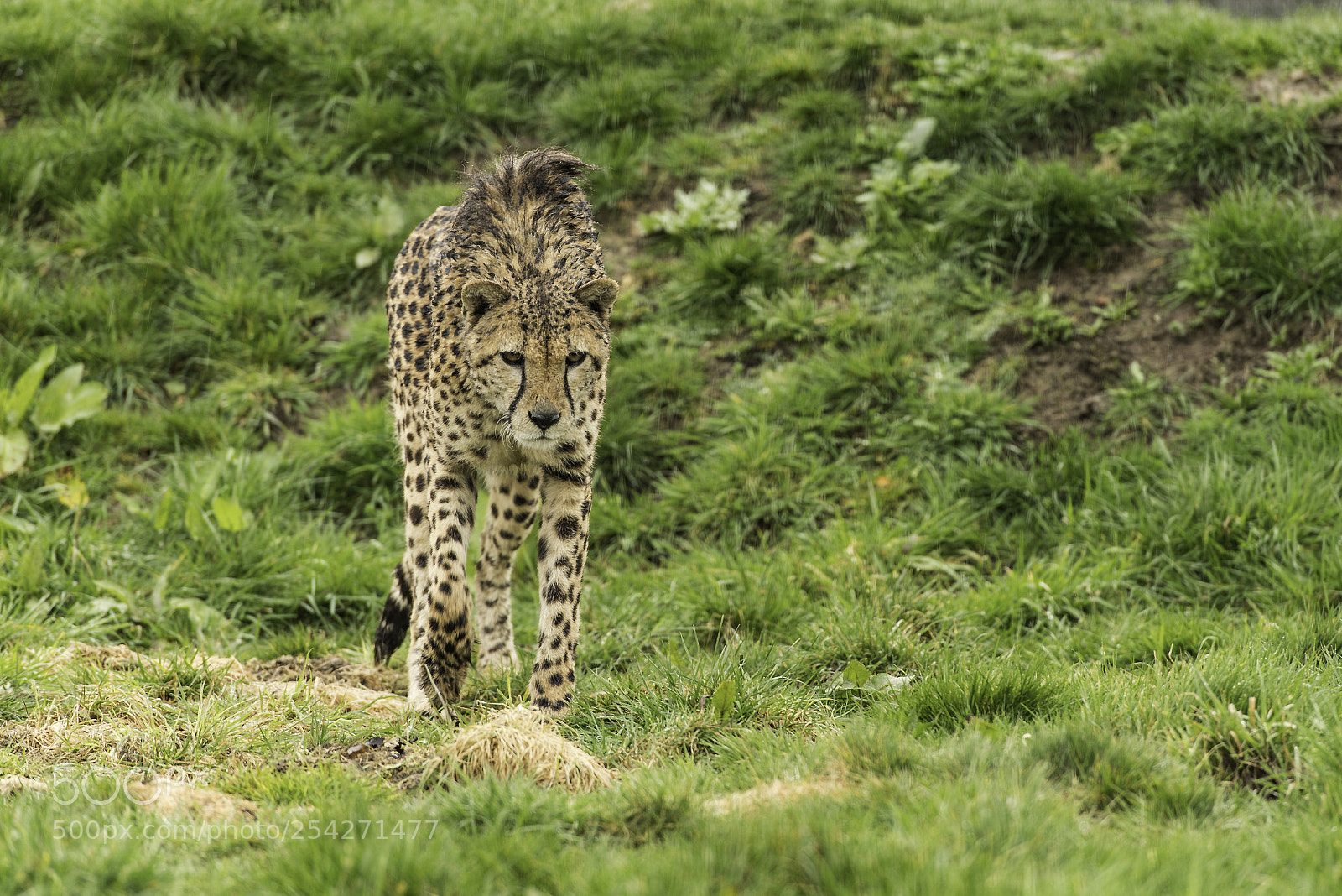 Nikon D5 sample photo. Cheetah series photography