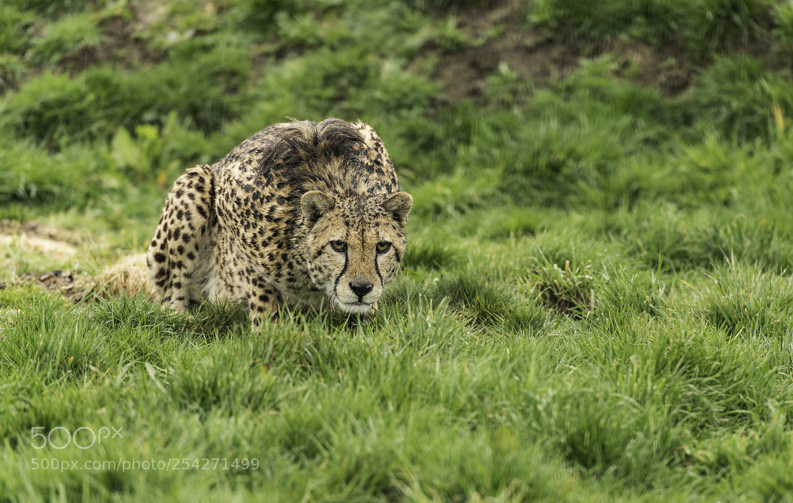 Nikon D5 sample photo. Cheetah series photography