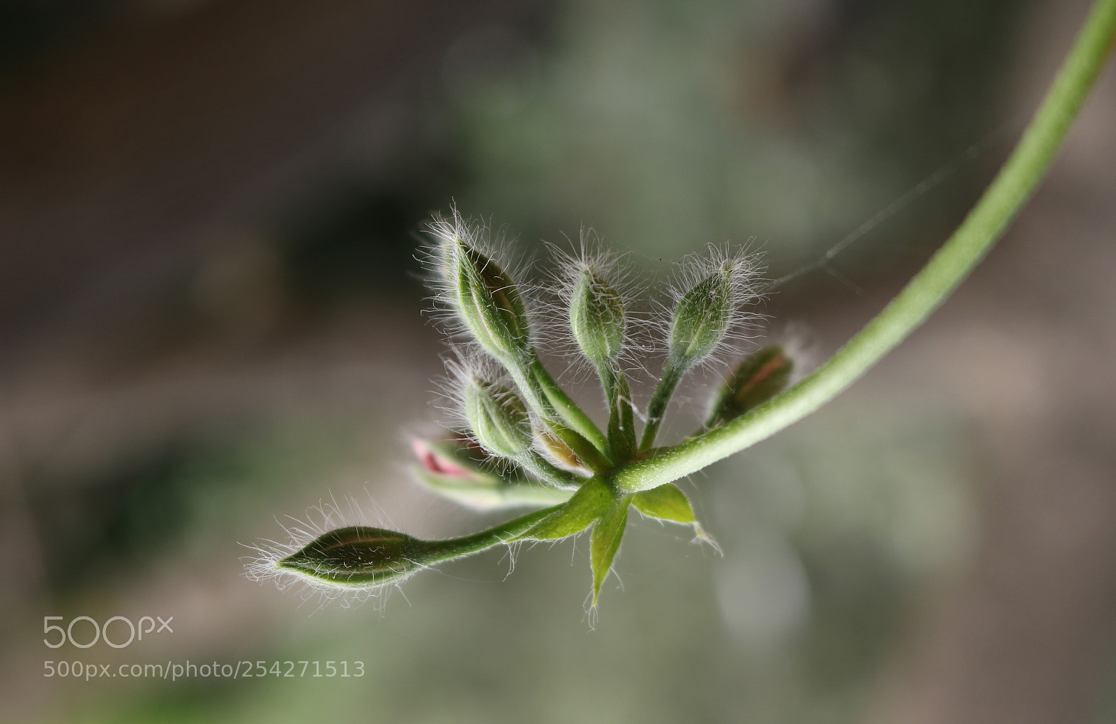 Canon EOS 750D (EOS Rebel T6i / EOS Kiss X8i) sample photo. Amazing flower photography