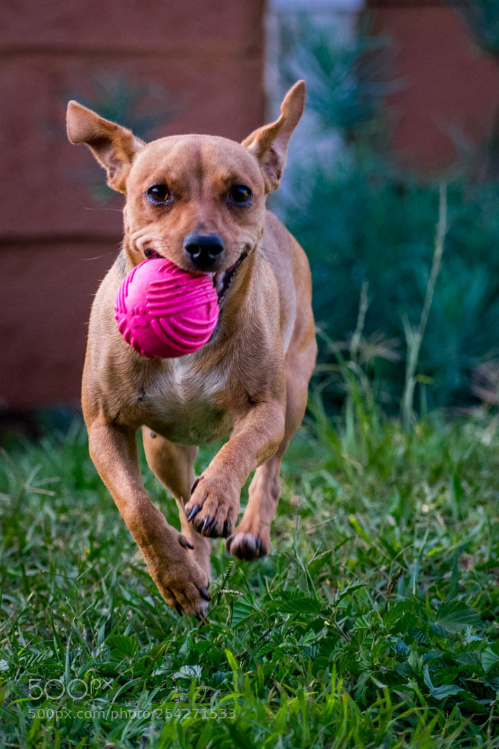 Nikon D3400 sample photo. Playing fetch photography