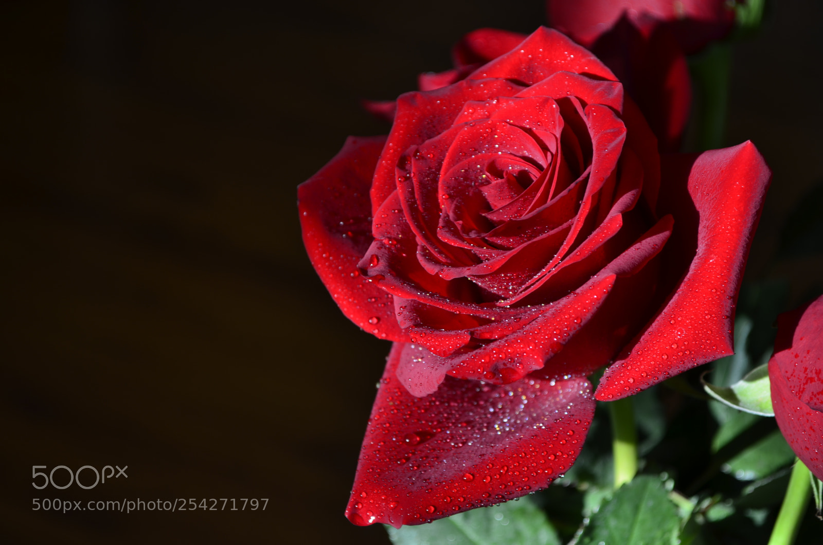 Nikon D5100 sample photo. Цветы | flowers photography