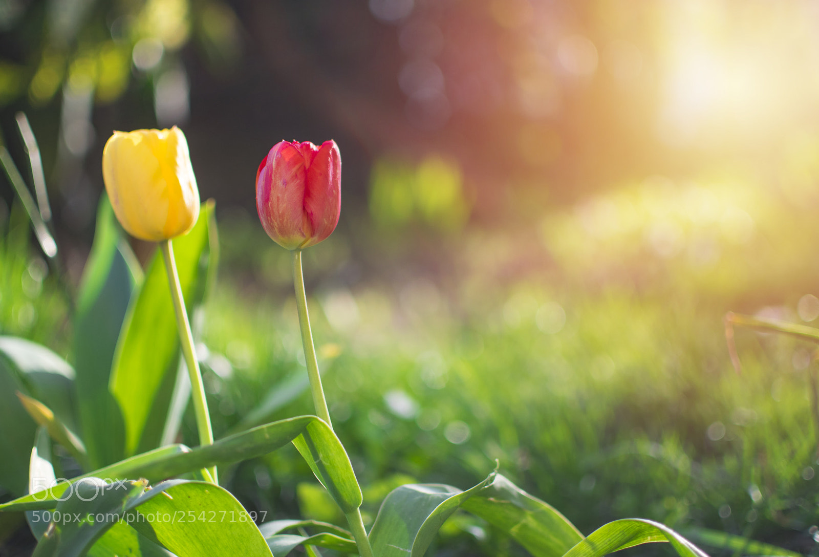 Nikon D3300 sample photo. Red and yellow tulip photography