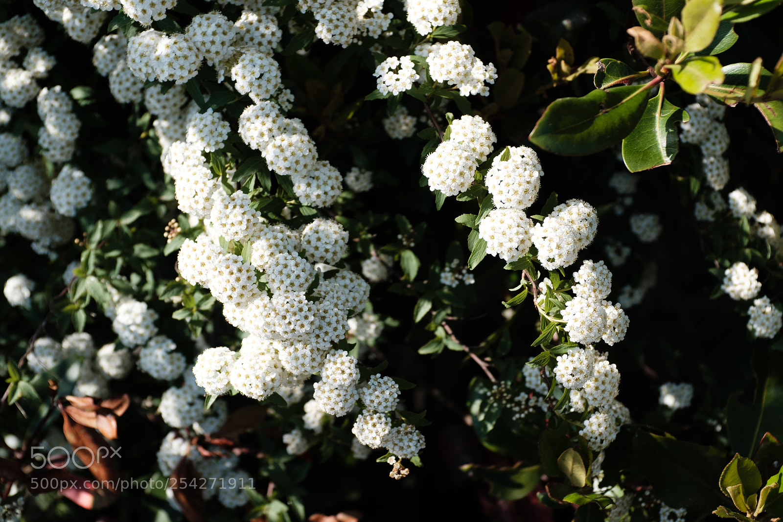 Fujifilm X100F sample photo. Spirea photography