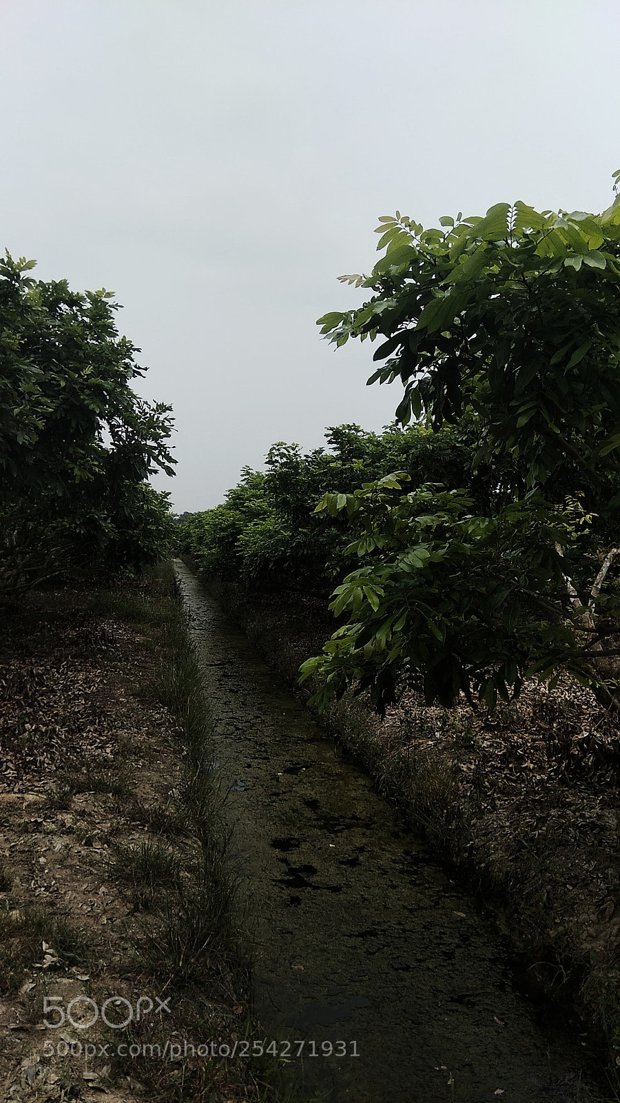 Xiaomi Redmi Note 4 sample photo. Longans garden photography