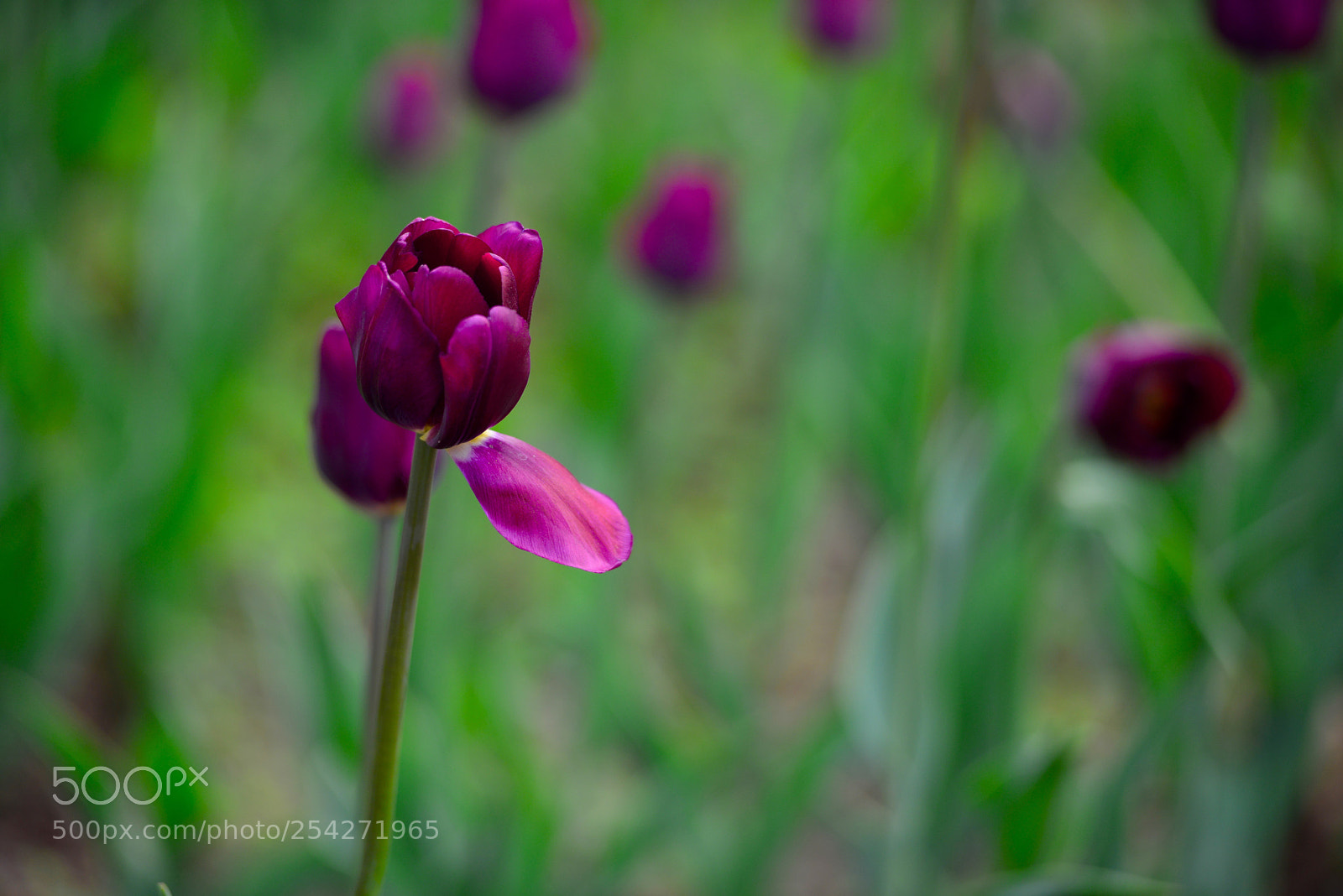 Nikon D800 sample photo. 郁金香2 photography