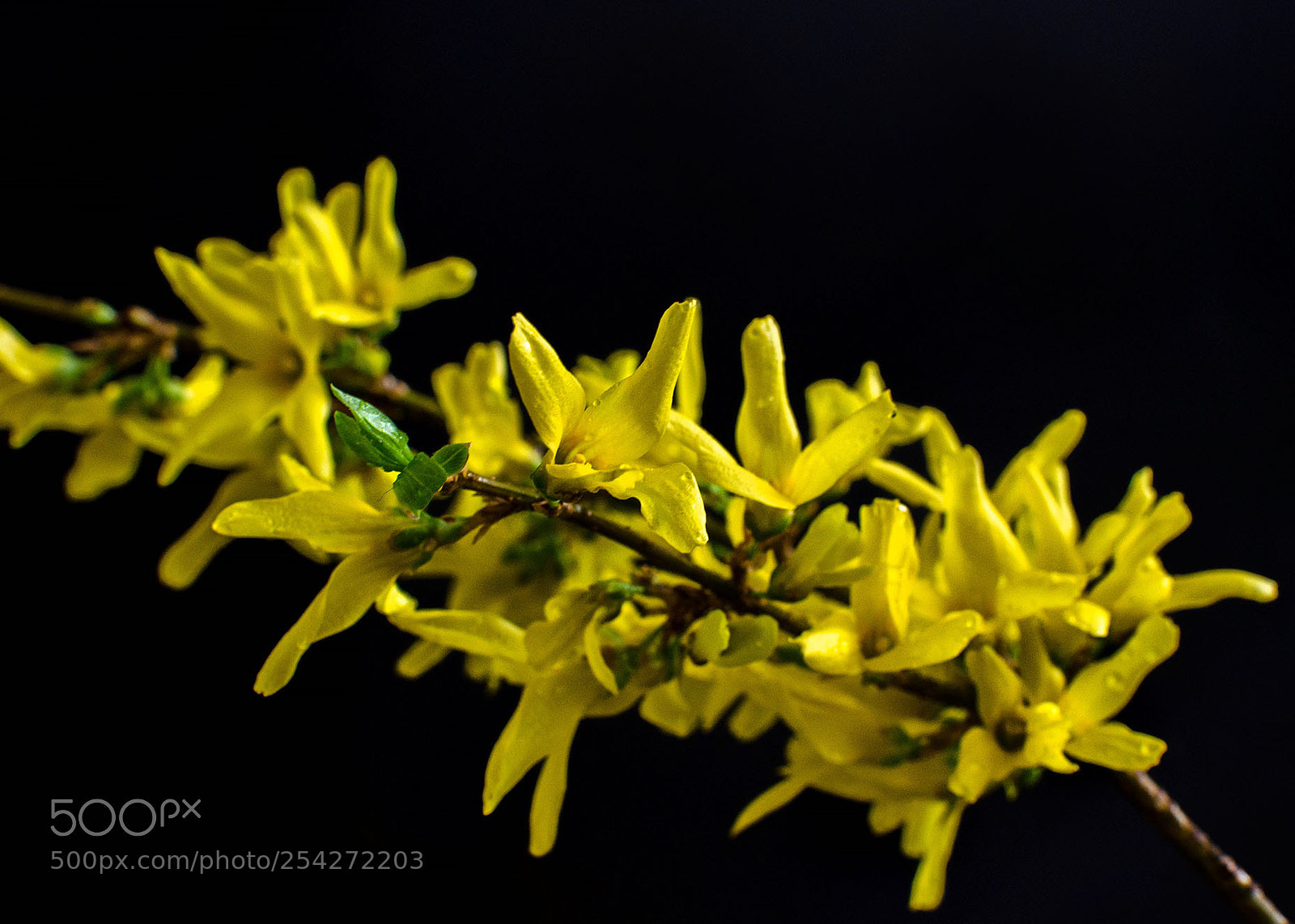 Nikon D5100 sample photo. Flower photography