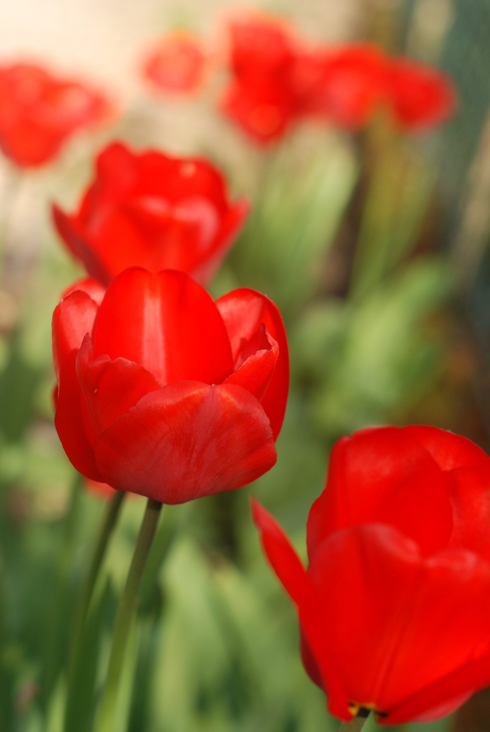 Nikon D80 sample photo. Tulip photography