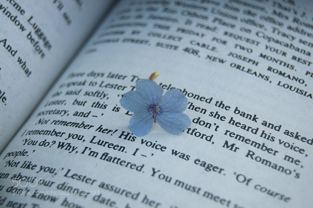Nikon D40 sample photo. 27.jpg photography