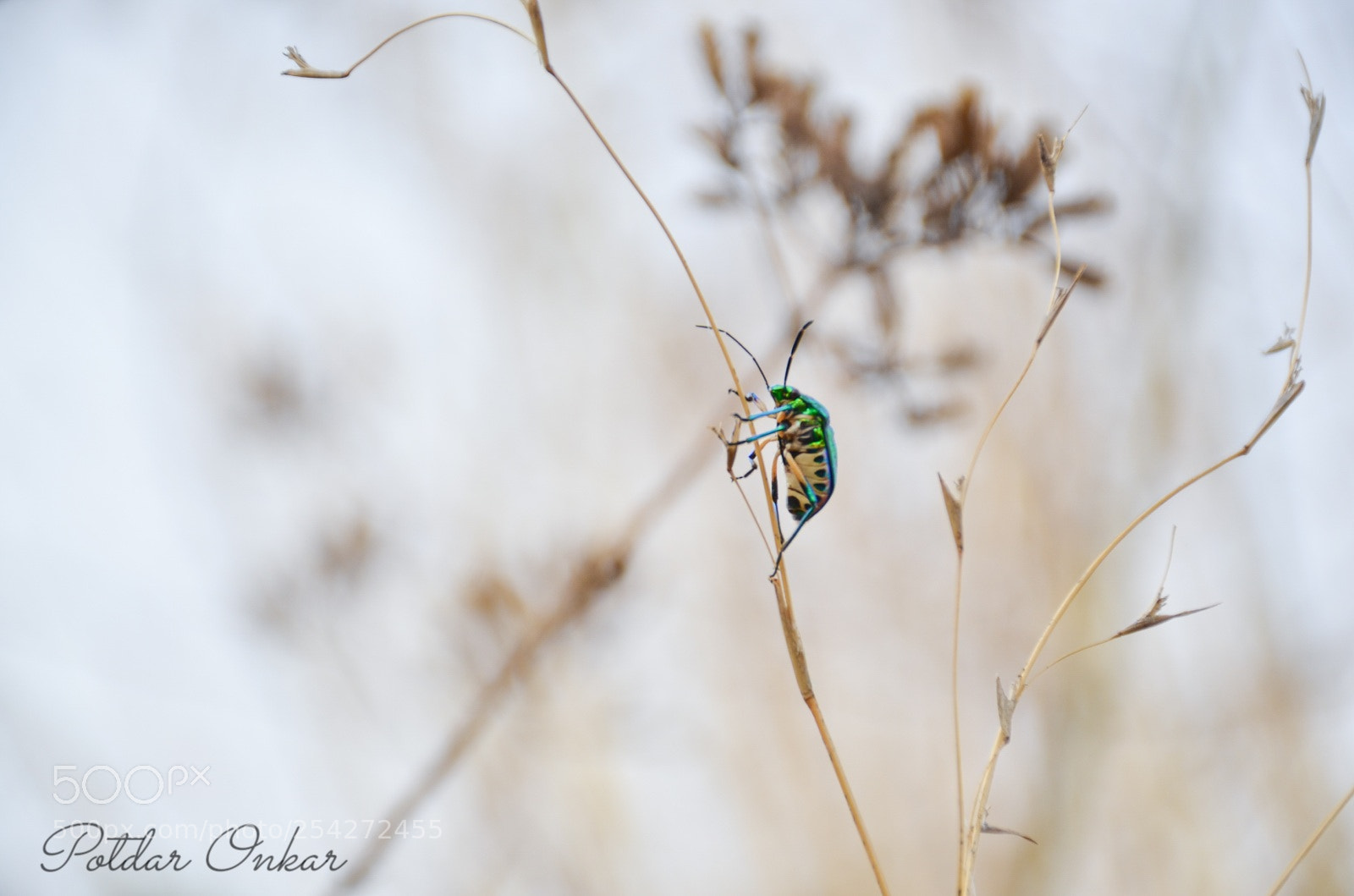 Nikon D7000 sample photo. Jewel bug photography