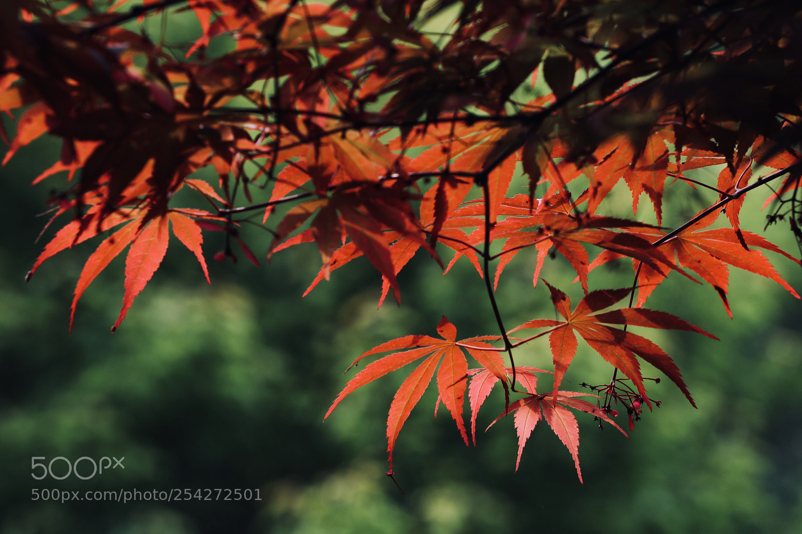 Canon EOS 5D Mark IV sample photo. 云火烧红槭 烟纱落碧塘 photography