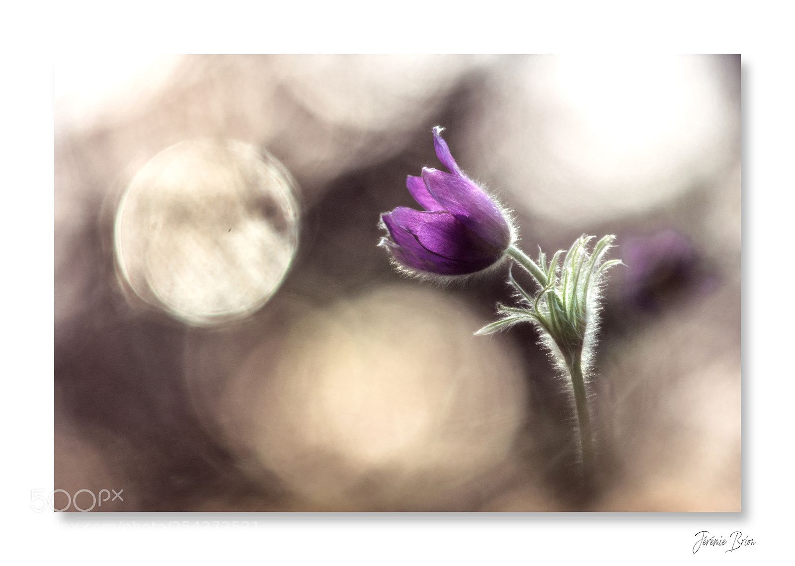 Nikon D7200 sample photo. Divine ensorceleuse ... photography