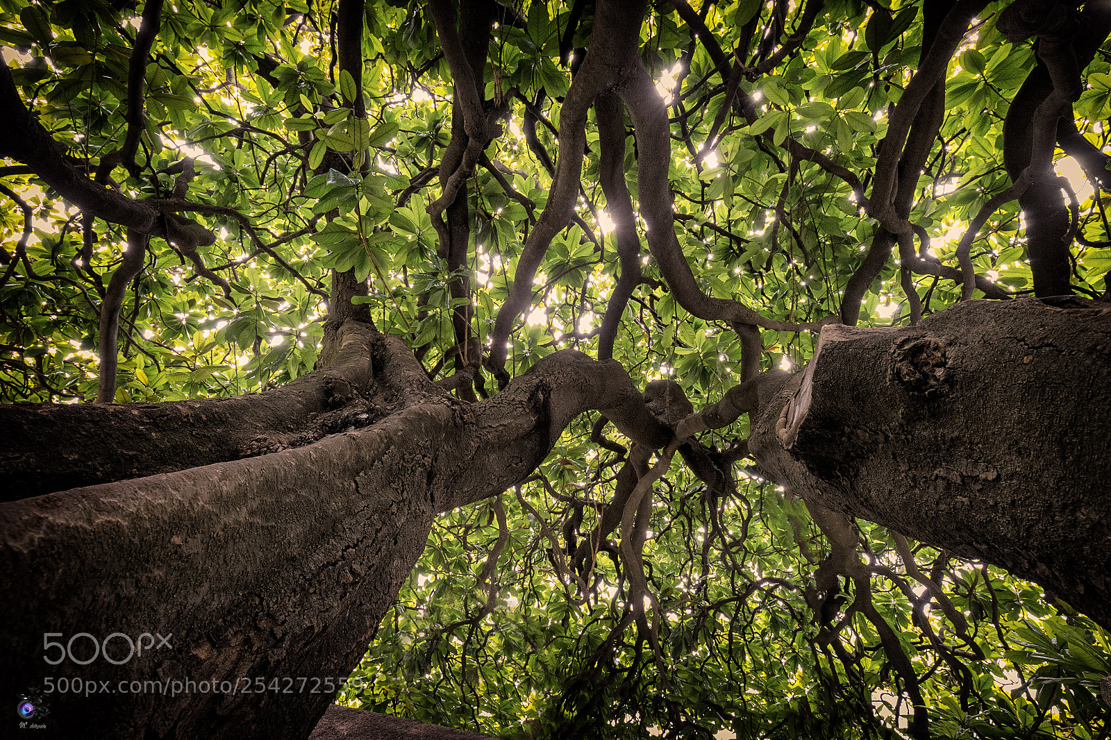 Canon EOS-1D X sample photo. Untitled photography