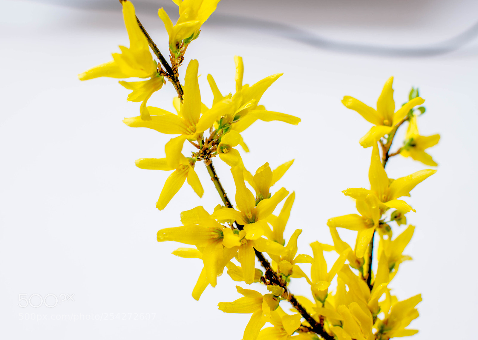 Nikon D5100 sample photo. Flower photography