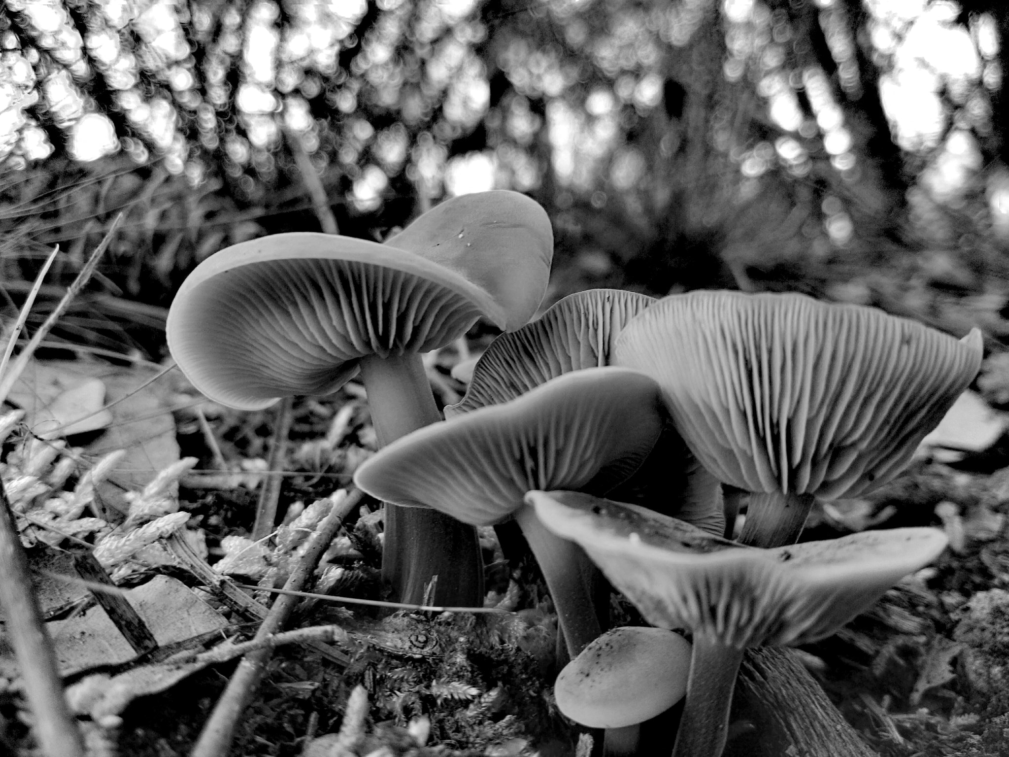HUAWEI GX8 sample photo. Mushrooms photography