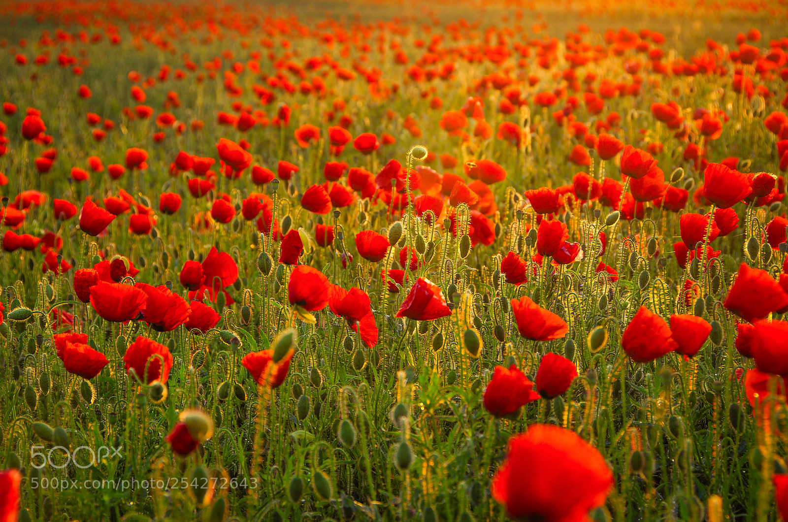 Nikon D7000 sample photo. Field of poppy flowers photography
