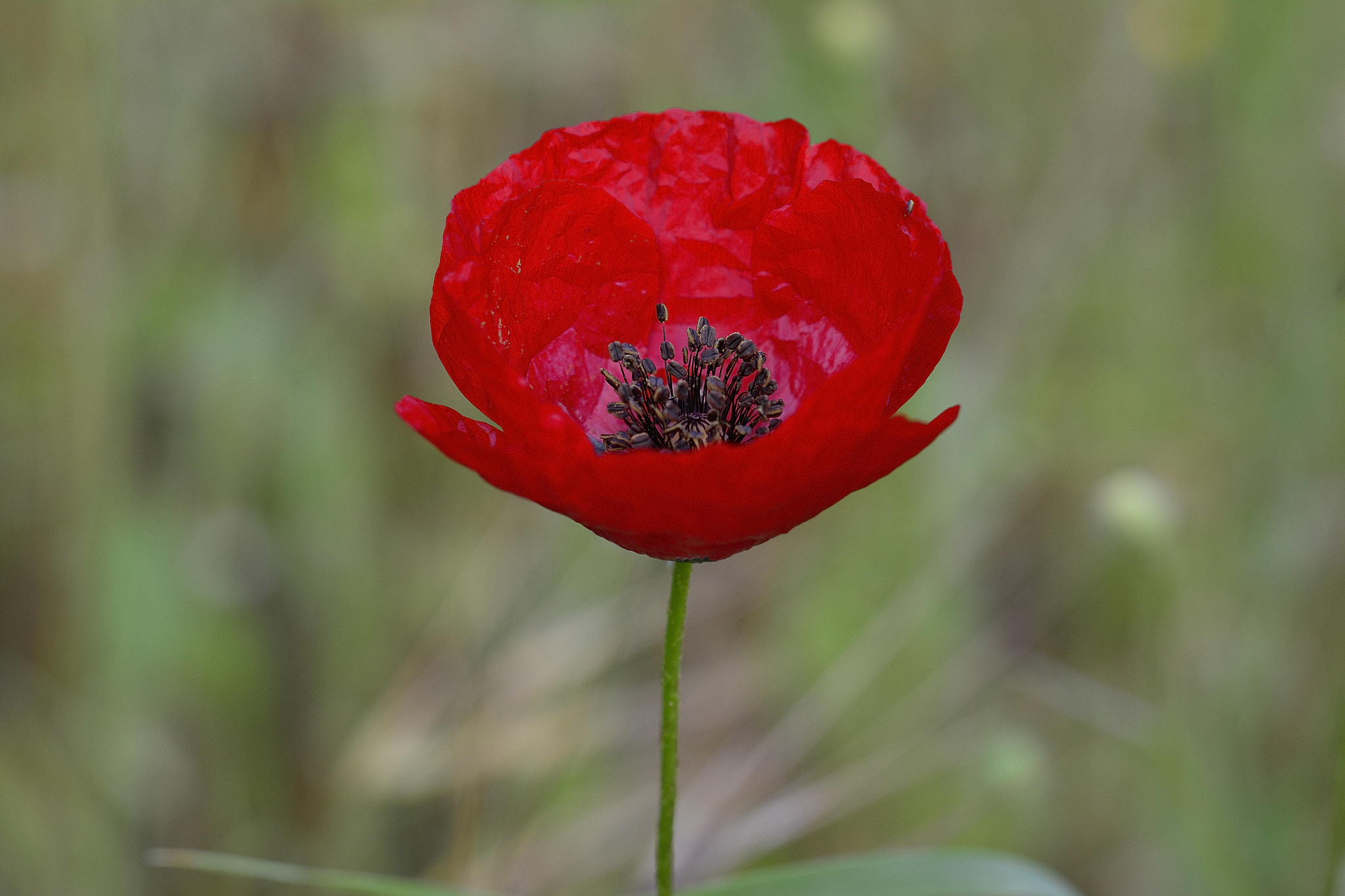 Nikon D7100 sample photo. Poppy photography