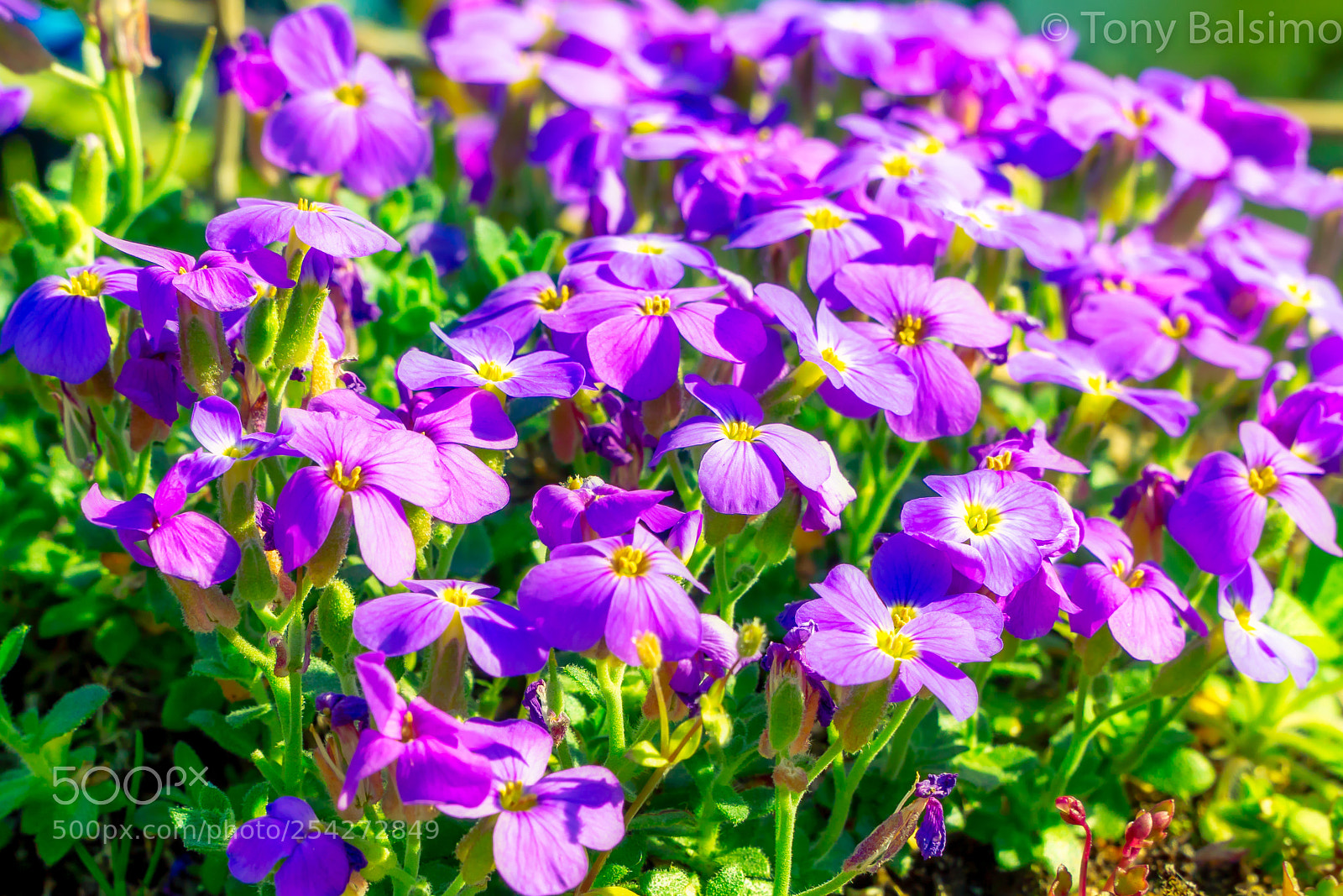 Sony a6300 sample photo. Purple flowers photography