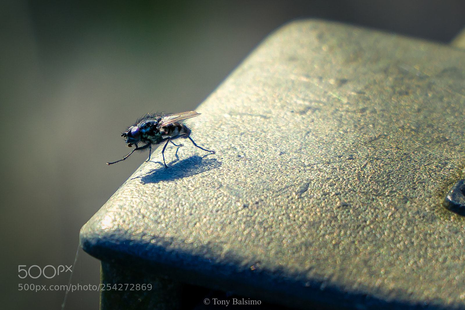 Sony a6300 sample photo. Fly on the bridge photography