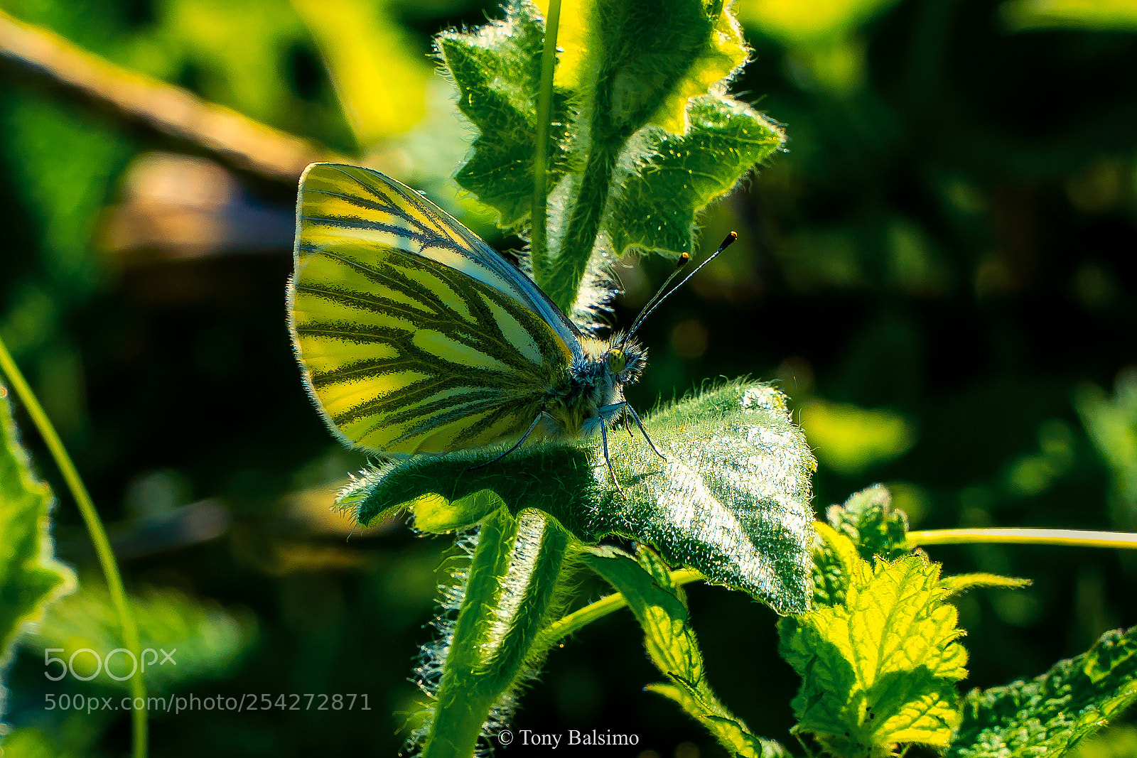 Sony a6300 sample photo. Butterfly green photography