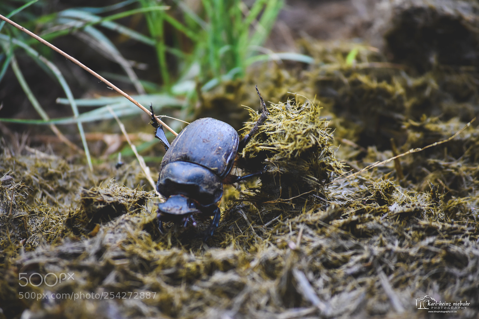 Nikon D7200 sample photo. Dung beetle photography