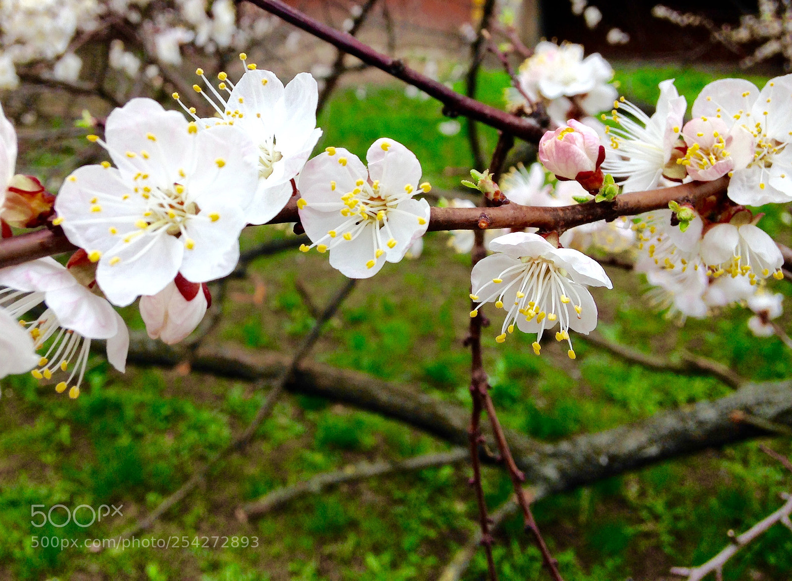 Apple iPhone 5c sample photo. Untitled photography