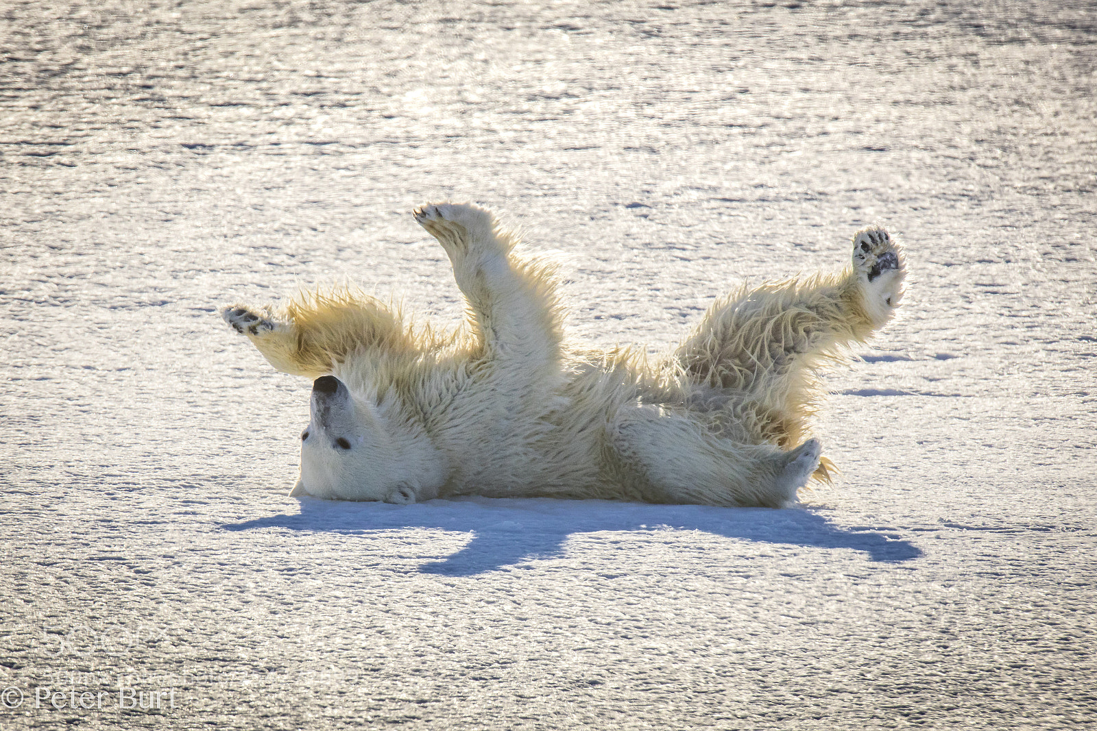 Canon EOS 5DS R sample photo. Bear play photography